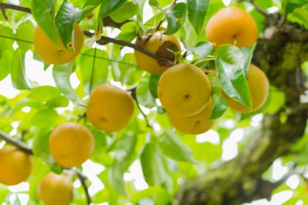 梨を3個プレゼント!